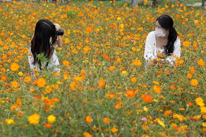 월요일은 전국이 일교차가 큰 가을 날씨가 이어진다. 시민들이 서울 양천구 안양천 생태공원에서 황화 코스모스를 배경으로 사진을 찍고 있는 모습. /사진=뉴시스
