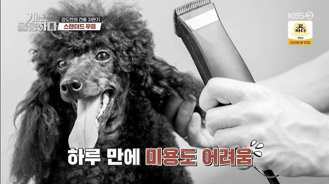 Kang Hyung-wook  trainer referred to standard poodle beauty costsOn September 27, KBS 2TV entertainment program Dogs Are Incredible introduced the Standard Poodle breed.The poodle species belonging to the standard poodle, which is also a problem dog today, are highly intelligent and have excellent learning ability and easy to train.Poodle belongs to the FCI 9 Group Pet and Toy Story Dogs, a French national dog and a poached dog who helped hunt duck-like waterbirds.The poodle types are divided into Toy Story poodles, Standard poodles, Medium poodles and miniature poodles; the most popular poodles are small breeds like Toy Story poodles and miniature poodles.Standard poodles boast a golden flat-coated Retriever, similar height to Shepherd.Kang Hyung-wook  said: Standard poodles dont have a lot of training requests and come in about once a month, for all reasons: beauty costs are too expensive.It costs over 500,000 One to make a single beauty, the hairdresser should write Haru or spend two days, she explained.