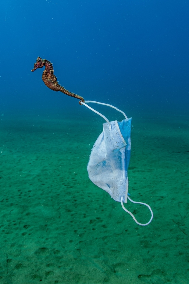 니콜라 사마라스는 특히 ‘코로나 쓰레기’로 위협받는 해양 생물의 실태를 적나라하게 보여줬다. 그가 그리스 스트라토니에서 포착한 해마 꼬리에는 일회용 마스크 고리가 뒤엉켜 있었다.