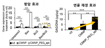 CMNP_PEG_apt의 암세포 사멸와 연골 분화 효과는 CMNP_PEG_apt을 처리하지 않은 대조군에 비해 각각 4.9배, 5.7배 높았다.
