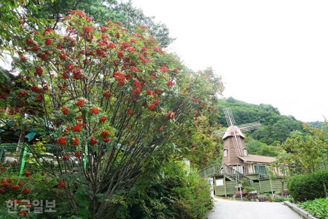개인약수 탐방로가 시작되는 끝마을. 마가목 붉은 열매 뒤로 풍차 모양의 펜션이 보인다.