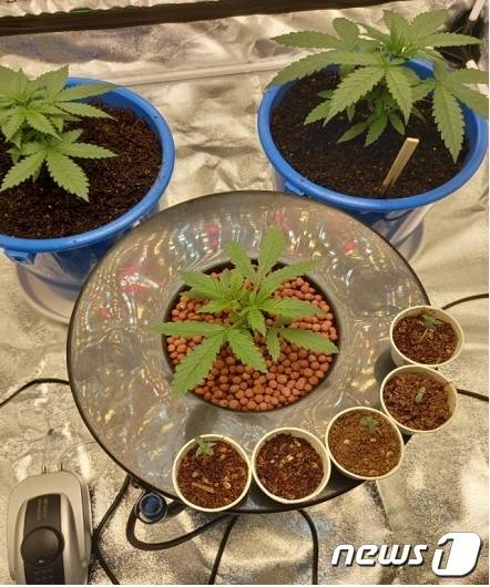 대마 재배 혐의로 구속돼 검찰에 송치된 우즈베키스탄 국적 A씨가 아파트에서 키워오던 대마(인천본부세관 제공)2021.9.29/뉴스1 © News1 박아론 기자