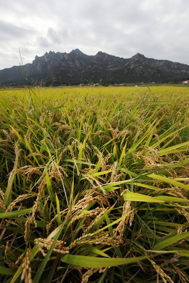 28일 오후 월출산국립공원이 바라보이는 전남 영암군 개신리 들녘의 벼가 익어가고 있다. /영암=연합뉴스