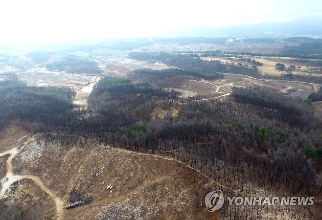 강원산불 2년…상처 간직한 산림 [연합뉴스 자료사진]