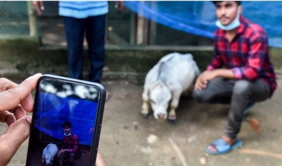 세상에서 가장 작은 소로 인정받은 방글라데시의 소 '라니'와 함께 사진을 찍고 있는 방글라데시의 한 시민. /사진=fnDB