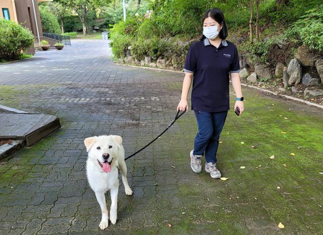 서울대공원 내 어린이동물원에서 지내는 산이가 사육사와 산책하고 있다. 서울대공원 제공