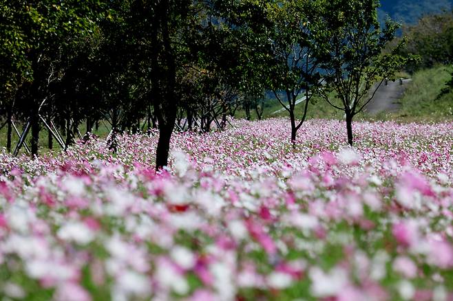 합강권역 코스모스 *재판매 및 DB 금지
