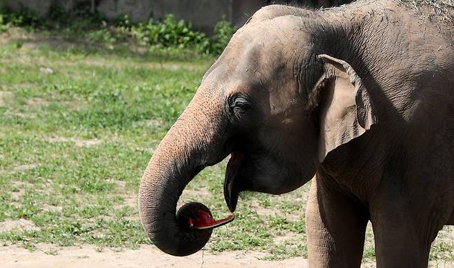 서울대공원은 오는 4일 ‘세계 동물의 날’을 맞아 다양한 온·오프라인 동물원 교육 체험 프로그램을 진행한다. 사진은 경기 과천시 서울대공원 동물원에서 아시아코끼리가 수박을 먹고 있는 모습./사진제공=뉴시스