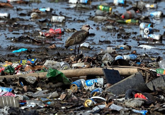 파나마 파나시티의 코스타 델 에스터 해변에 떠밀려온 해양 쓰레기 사이로 새 한 마리가 걷고 있다. AFP=연합뉴스
