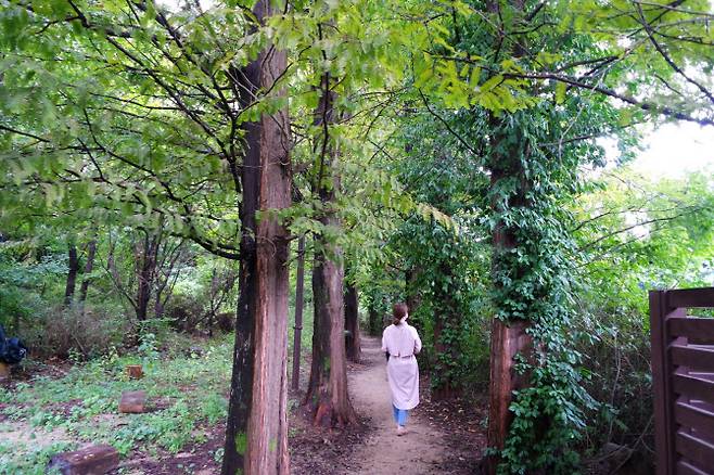 고양생태공원 메타세쿼이아 산책로.(사진=고양시 제공)