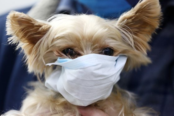 코로나19 예방을 위해 마스크를 쓰고 있는 강아지 모습. 뉴스1