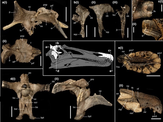 세라토수콥스 인페로디오스 두개골 화석.