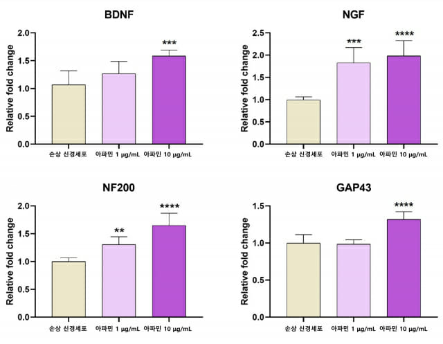 아파민을 처리한 신경세포에서 DBNF, NGF, NF200, GAP-43의 발현이 유의하게 증가했다. (사진=자생한방병원)