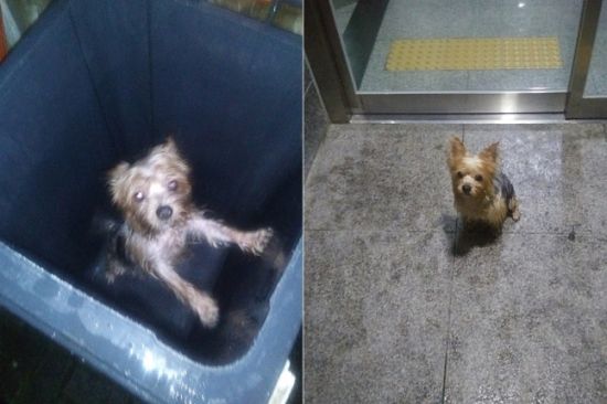 전남 나주 한 아파트 음식물 쓰레기통에 유기됐던 강아지가 구조된 것으로 전해졌다. / 사진=인터넷 커뮤니티 캡처