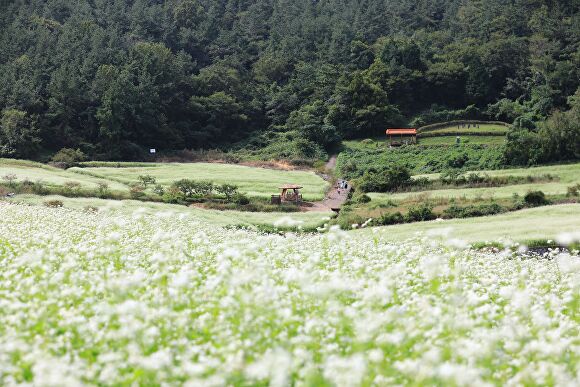 장흥 선학동 마을의 메밀밭에 흰물결의 메밀꽃이 일렁이고 있다. [사진=장흥군]