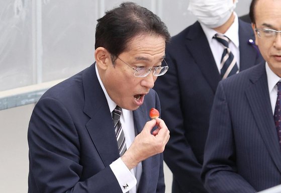 기시다 후미오(岸田文雄) 일본 총리가 17일 오후 일본 후쿠시마(福島)현의 한 딸기 농장에서 딸기를 맛보고 있다. 연합뉴스