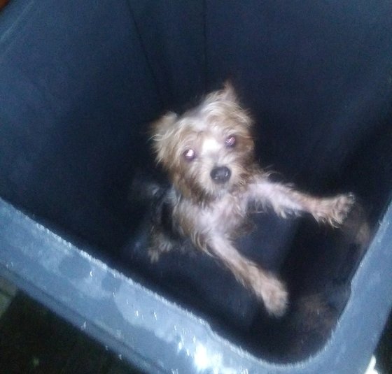 전남 나주의 한 아파트 분리수거장에 있는 음식물 쓰레기통에서 발견된 강아지. [네이트판 캡처]