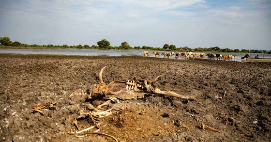 에티오피아 국경 아코보 마을에서 기르던 가축이 극심한 가뭄으로 말라죽어 뼈만 남아있다. [세계식량계획(WFP)]