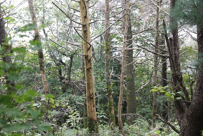 지난해 9월15일 지리산에서 찾은 고사한 구상나무들. 박종식 기자 anaki@hani.co.kr