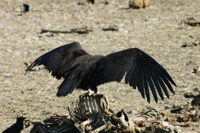 철원 민간인 통제선의 독수리. 인도에서는 수많은 독수리류가 가축 사체에 잔류하는 진통소염제로 인해 사라졌다. ©김영준
