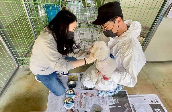 보호소의 유기견들에게 외부구충제 세레스토를 채워주는 사진