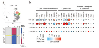EGFR 돌연변이와 EGFR 야생형 폐암 조직에서 CD8 T세포 아형의 유전자 발현량의 차이 .