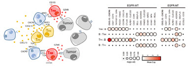 왼쪽- 종양환경 내 TFH-B-TRM 림프구 협력체 모식도, 오른쪽- EGFR 돌연변이와 EGFR 야생형 폐암에서의 면역세포 상호작용 분석.