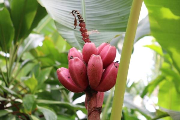 열대온실에는 바나나, 파파야 등 열대과일이 주렁주렁 달려 있다.
