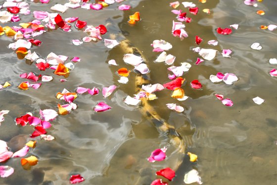 20일 낮 고양시 행주산성역사공원 앞 한강 변에서 열린 '신비한 물고기 한강 행주 황금 장어 방생' 행사. '황금 장어'가 자연으로 돌아가고 있다. 고양시