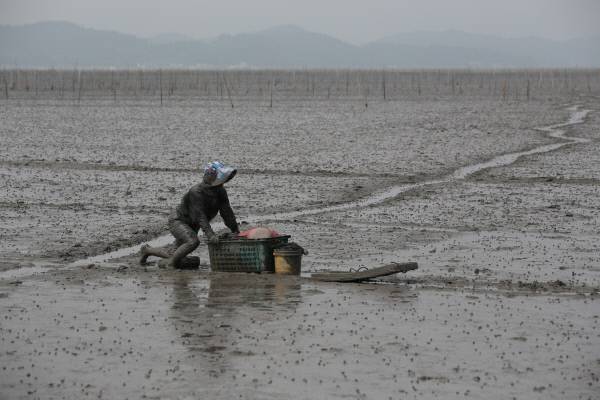 한 어민이 ‘뻘배’를 이용해 갯벌 위를 이동하고 있다. 문화재청 제공