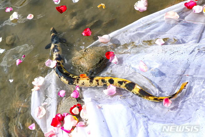 행주어촌계 어민 박찬수씨가 김포대교 아래 한강고양시 수계에서 포획한 황금빛 장어. 고양시 제공