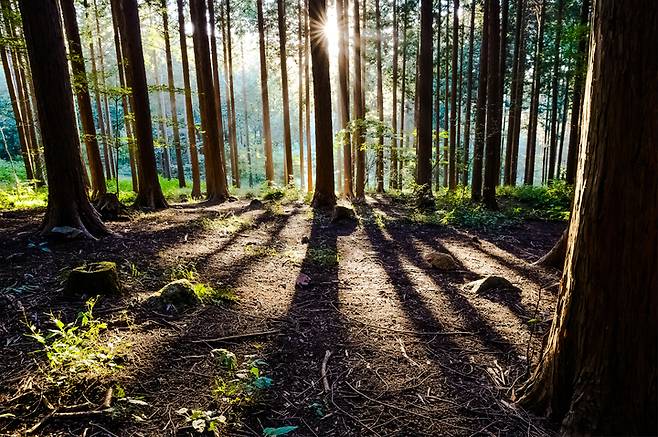 산림청 주관 '10월의 추천 국유림 명품숲'에 선정된 고창 문수산 편백나무 숲. *재판매 및 DB 금지