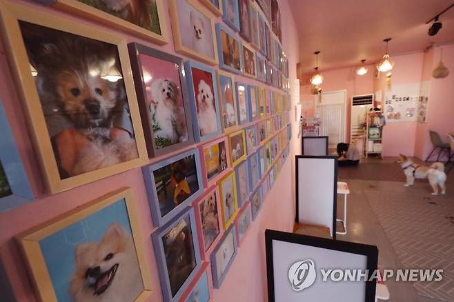 법적 지위 얻는 동물 올해 7월 서울 중랑구 서울유기동물입양센터 벽면에 입양돼 떠난 강아지들 사진이 걸려 있다.
