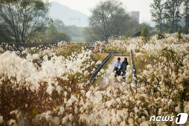 갈대가 아름다운 김해화포천 산책로의 모습. (김해시 제공) © 뉴스1