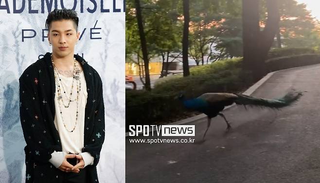 BIGBANG Sun found a peacock during a walk, and summoned SBS current affairs program This is the world of capture.The sun left Eng? What is it? on his instagram on the 20th, and also caught the eye by releasing a video of a peacock.The peacock in the video is running with its long tail; it appears the sun accidentally encountered the peacock on the side of the road.The duke, the gangbang ball (suddenly the mood peacock), the moment capture, this is the world, the TV animal farm, the Sun added, adding the hashtag.When I see a peacock that can not be easily encountered in the city center, it seems to express my strange and amazing mind.The netizens are responding that they are strange to the posts of the sun. Especially, one of the netizens commented that he is the production team of SBS This is the world.Do you remember where the park you saw the work? Were going to the scene. I want to cover it if you share it.I would appreciate it if you reply, he said.The sun then replied, Is it a real production team? And Namsan Dulle Road. This netizen, who is supposed to be a production team, also sent a business card.Friend, who is often seen in Namsan, is probably Dodo, he said. It is a famous pet duke. Dodora is a friend, but it is difficult to cover it, he added. I would like to ask you to report a lot of fun and strange things in the future.In the meantime, the actual owner of the peacock also appeared.The peacock owner, who runs the ticktok and YouTube channel The Uncle under the name of The Uncle, said, I will tell you in advance that I will suffer from it.Sun married actor Min Hyo-rin in February 2018 after three years of devotion; the couple recently announced their second-year pregnancy after three years of marriage, and are being congratulated and cheered by fans.Min Hyo-rins agency, Plum A & C, did not disclose specific birth dates and fetal gender, saying, Min Hyo-rin wants to give birth quietly.