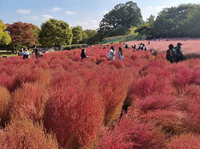 지난 20일 댑싸리와 핑크뮬리가 아름답게 물든 서울 송파구 올림픽공원 야생화단지에서 시민들이 산책을 즐기고 있다. 연합뉴스