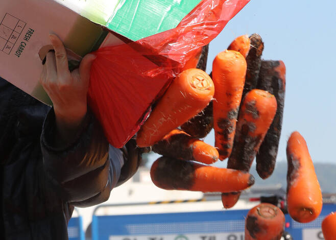 ‘1022 글로벌 기후파업행동’ 참석자들이 22일 오전 서울 광화문 정부서울청사 앞에서 정부의 기후위기 대응의 부당함을 알리기 위해 436kg의 당근을 쏟는 거리행위극을 벌이고 있다. 김태형 기자
