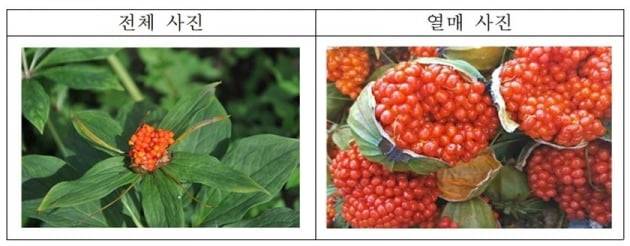 영상 속 원료로 파악된 파리스 폴리필라(Paris polyphylla·삿갓나물 속)'의 열매. /사진=연합뉴스