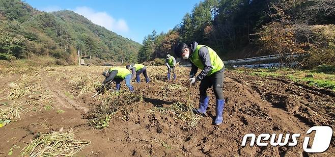 농협축산컨설팅부 직원들이 22일 강원도 홍천 풍경마을에서 생강수확작업을 하고 있다.© 뉴스1