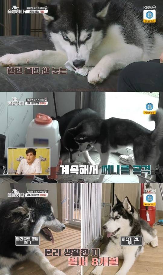 KBS2 '개는 훌륭하다'