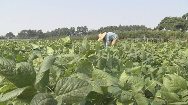 한 농부가 콩잎이 잔뜩 있는 콩밭을 관리하고 있다. 연합뉴스