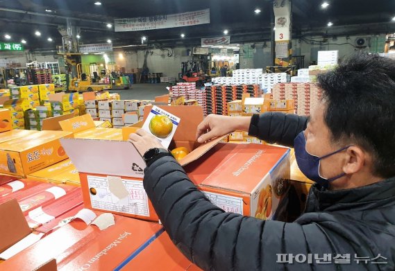 제주도 자치경찰단이 서울 가락동 농산물 도매시장에서 비상품 갈귤 유통실태를 점검하고 있다. [자치경찰단 제공]