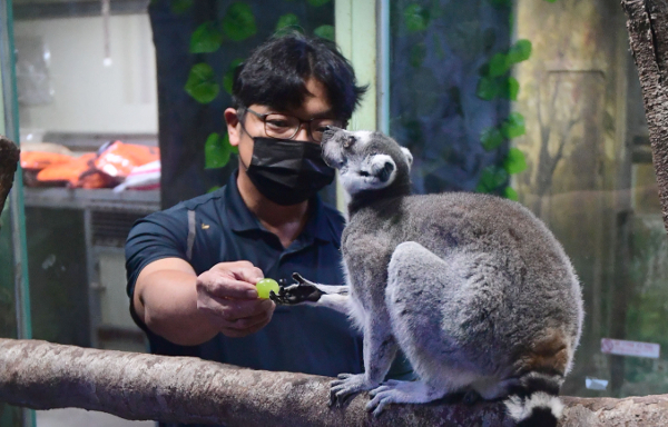 하창우 부경동물원 사육사가 안락꼬리 원숭이에게 과일과 사료를 섞은 먹이를 주고 있다. 과일은 사람이 먹어도 되는 싱싱한 것으로 매일 시장에서 구매한다.