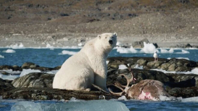 북극곰이 노르웨이 북극해 지역에서 순록을 사냥하는 모습이 최초로 포착됐다. 기후변화로 먹잇감이 부족해지면서 북극곰의 사냥 패턴에 변화가 생겼다는 목격담은 여러 차례 나왔지만, 실제로 확인된 것은 이번이 처음이다.