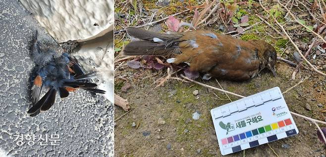 제주도민 함승우씨가 발견한 애월항 방진 유리벽에 부딪혀 죽은 바다직박구리와 흰배지빠귀 사체. 함승우씨 제공