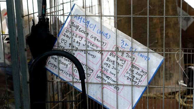 새벽이와 잔디의 저녁 식단표. 건강 관리를 위해 적정한 정량을 준다./사진=이주아 머니투데이 PD