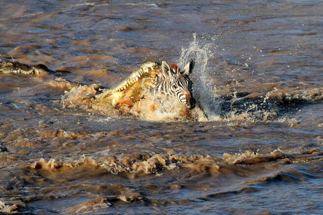 케냐 마사이 마라 국립공원의 마라강에서 나일악어가 새끼 얼룩말을 향해 돌진하고 있다. 가련한 얼룩말이 악어의 아가리에서 벗어날 가능성은 제로이다. 악어는 얼룩말을 익사시킨 후 '죽음의 회전'을 통해 갈가리 찢어서 먹을 것이다. /Alamy