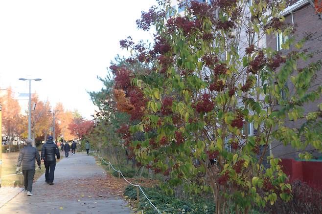 22일 경의선숲길에서 만난 칠자화.