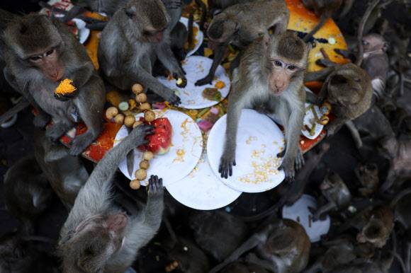 태국 롭부리에서 2년 만에 ‘원숭이 축제’가 열렸다. 사진=로이터 연합뉴스
