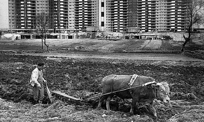 1976년 강남 개발이 붐을 일으켜 압구정동에 아파트가 들어선 가운데 한 농부가 소를 끌고 밭갈이하는 모습. 대한민국역사박물관